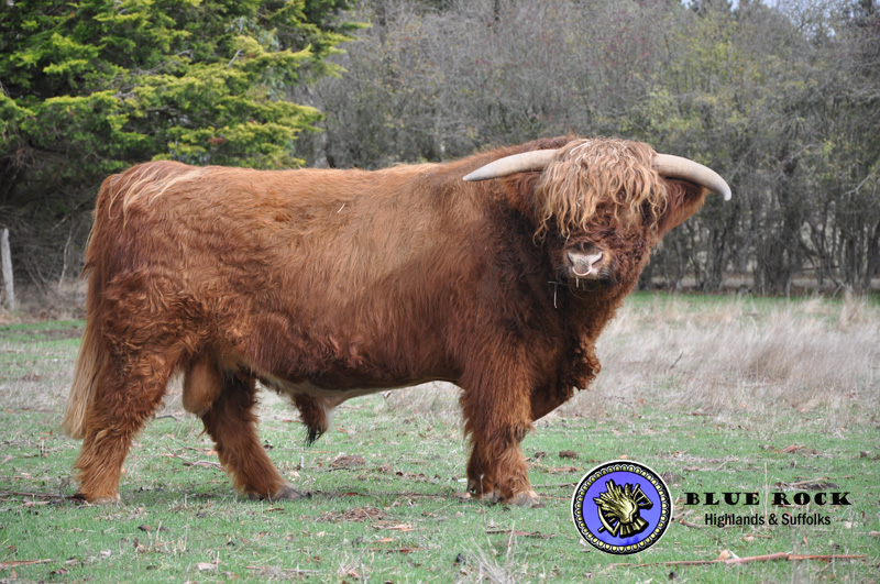 Bairnsley Highlands - Why Breed Highland Cattle